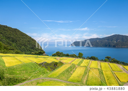田烏の棚田 田烏の棚田 43881880
