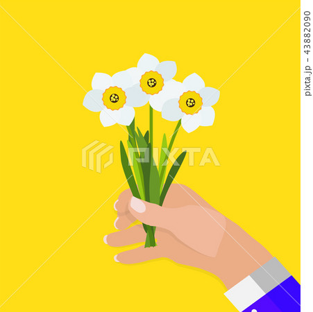 Hand of a man holds Spring Narcissus Flowers Background Vector Illustration 43882090