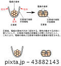 圧着の原理 43882143