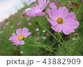 コスモス 43882909