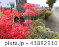 彼岸花 43882910
