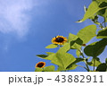 ひまわり 43882911
