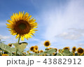 ひまわり 43882912