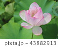 蓮 43882913