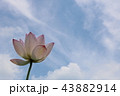 蓮 43882914