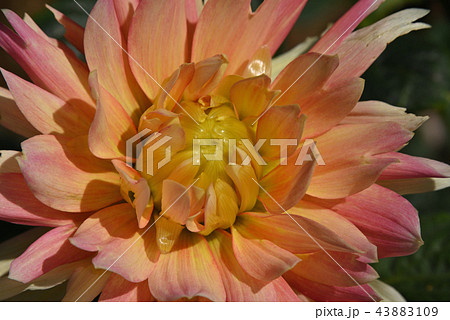 ダリア(日和) ダリア(日和) 43883109