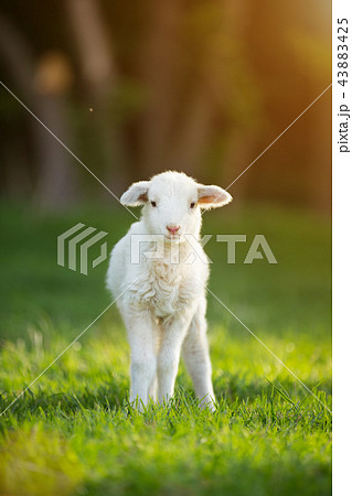 cute little lamb on fresh green meadow 43883425
