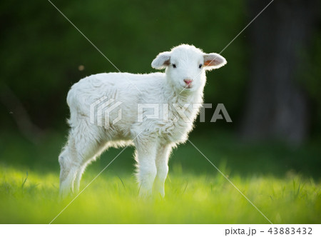 cute little lamb on fresh green meadow cute little lamb on fresh green meadow 43883432