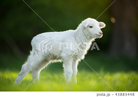 cute little lamb on fresh green meadow 43883448