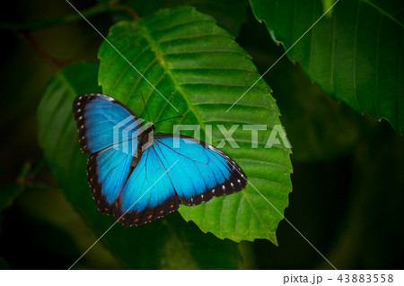 Blue morpho (morpho peleides) on green nature background. Blue morpho (morpho peleides) on green nature background. 43883558