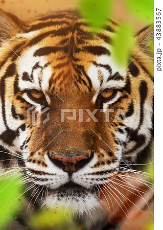 Close up of a Siberian tiger (Panthera tigris altaica). Close up of a Siberian tiger (Panthera tigris altaica). 43883567