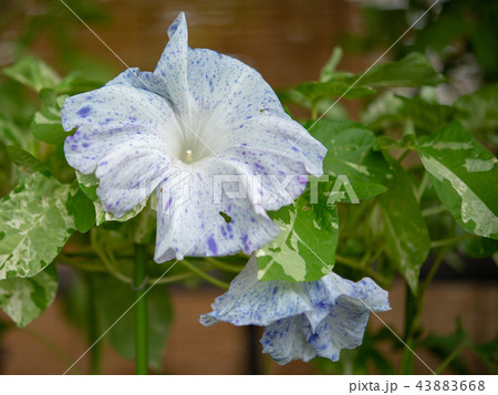 アサガオ296 43883668