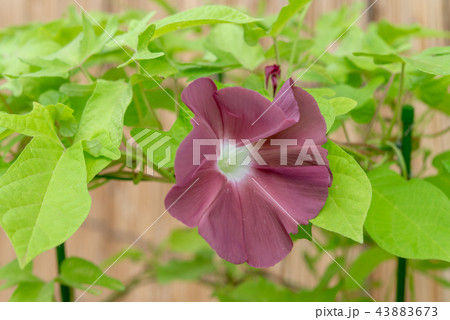 アサガオ301 43883673