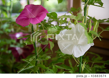 アサガオ302 43883674