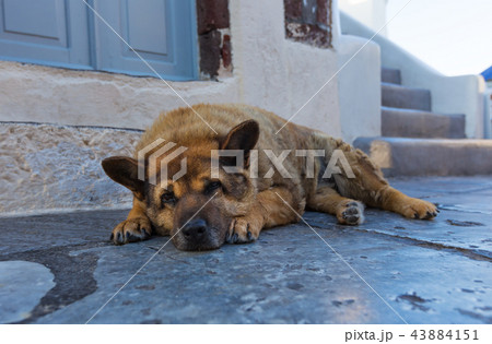 Homeless shaggy dog lying at the entrance to the shop on the street in Oia. Santorini (Thira) island. Homeless shaggy dog lying at the entrance to the shop on the street in Oia. Santorini (Thira) island. 43884151