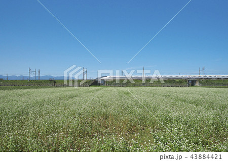 ソバ畑 43884421