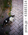 猫 43885314