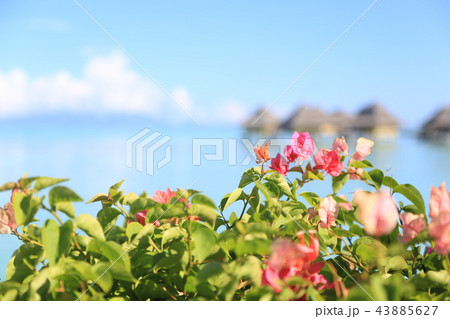 南国タヒチの花と海 43885627