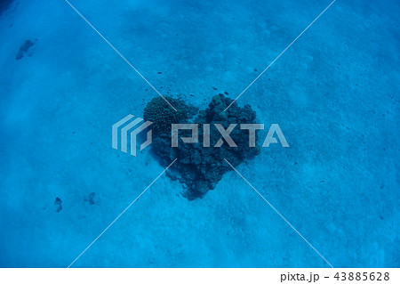 ハートのサンゴ 43885628