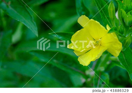 待宵草（マツヨイグサ）。宵待草（ヨイマチグサ）。竹久夢二の歌として有名。 43886329