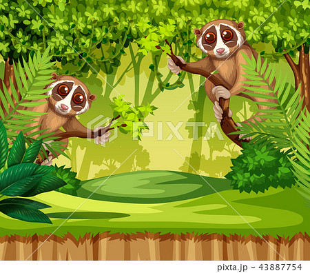 Tarsier living in the jungle Tarsier living in the jungle 43887754