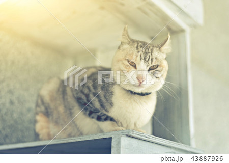 one cat sit one cat sit 43887926