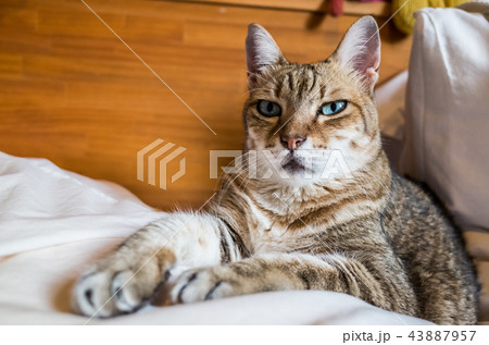 funny tabby cat 43887957