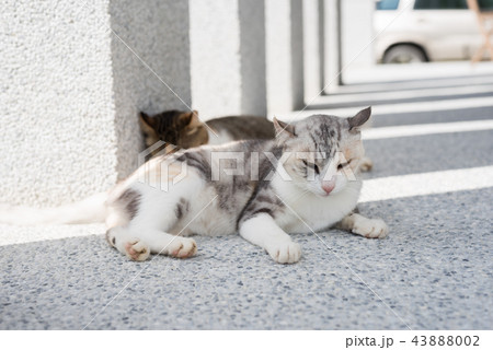 cat sleeping with her daughter 43888002