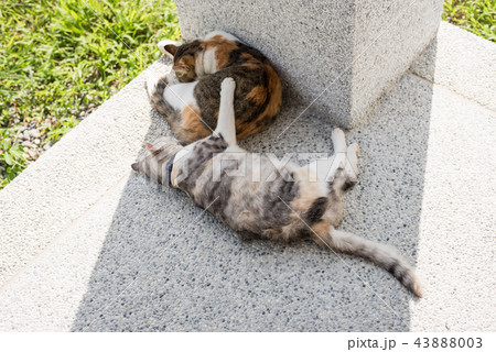 cat sleeping with her daughter 43888003