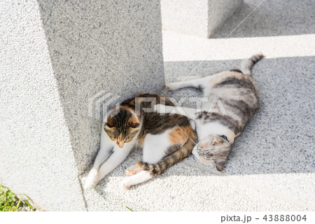 cat sleeping with her daughter 43888004