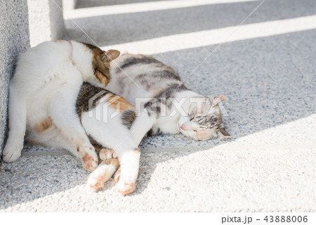 cat clean and wash cat clean and wash 43888006