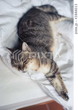 lazy and funny tabby cat 43888013