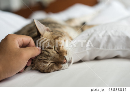 touch the cat touch the cat 43888015