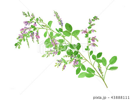 Lespedeza Bicolor ハギのイラスト素材