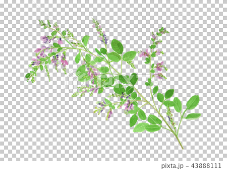 Lespedeza Bicolor ハギのイラスト素材