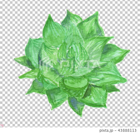 Haworthia cuspidata ハオルチア 宝草 Haworthia cuspidata ハオルチア 宝草 43888113