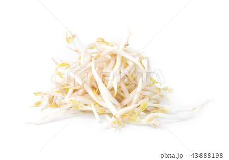 bean sprouts,soybean sprouts on a white background bean sprouts,soybean sprouts on a white background 43888198
