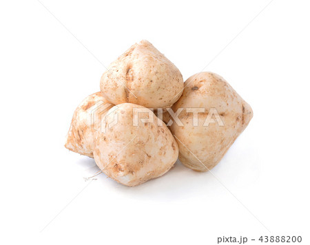 Whole Jicama isolated on white background 43888200