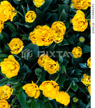 yellow tulips 43888263