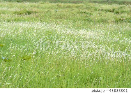 Imperata cylindrica Beauv of Feather grass in natu Imperata cylindrica Beauv of Feather grass in natu 43888301
