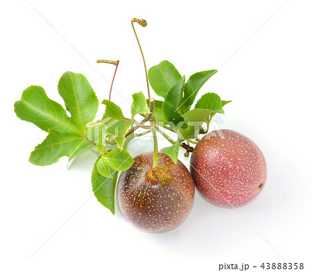 Passion fruit isolated on white background 43888358