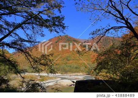 秋の谷川岳 蓬峠方面入口(新道)付近から白毛門と湯檜曽川を見る 43888489