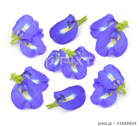 Clitoria ternatea or Aparajita  on white backgrou 43888604