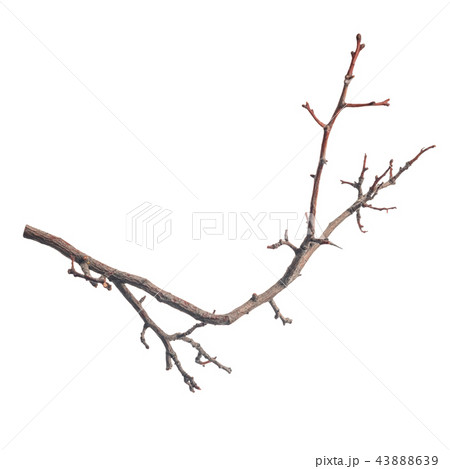 single silhouette of dry branch tree isolated single silhouette of dry branch tree isolated 43888639