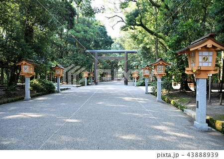初夏の宮崎神宮 初夏の宮崎神宮 43888939