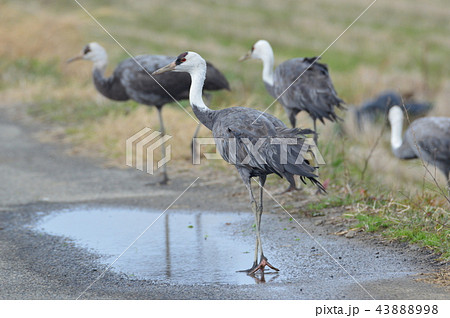 ナベヅル（鹿児島県出水市） 43888998