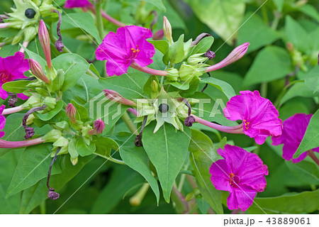 オシロイバナの観察（花と果実） 43889061