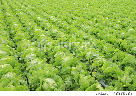 レタスの高原野菜畑 43889535