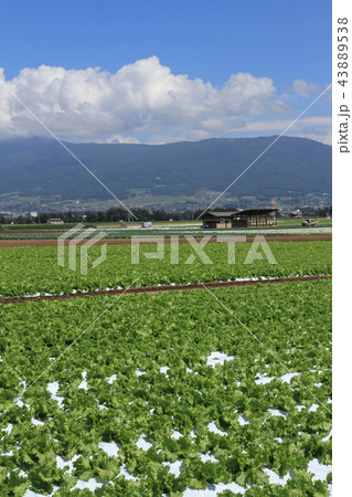 レタスの高原野菜畑 レタスの高原野菜畑 43889538