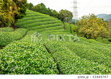 和束町 原山円形茶園 和束町 原山円形茶園 43889767